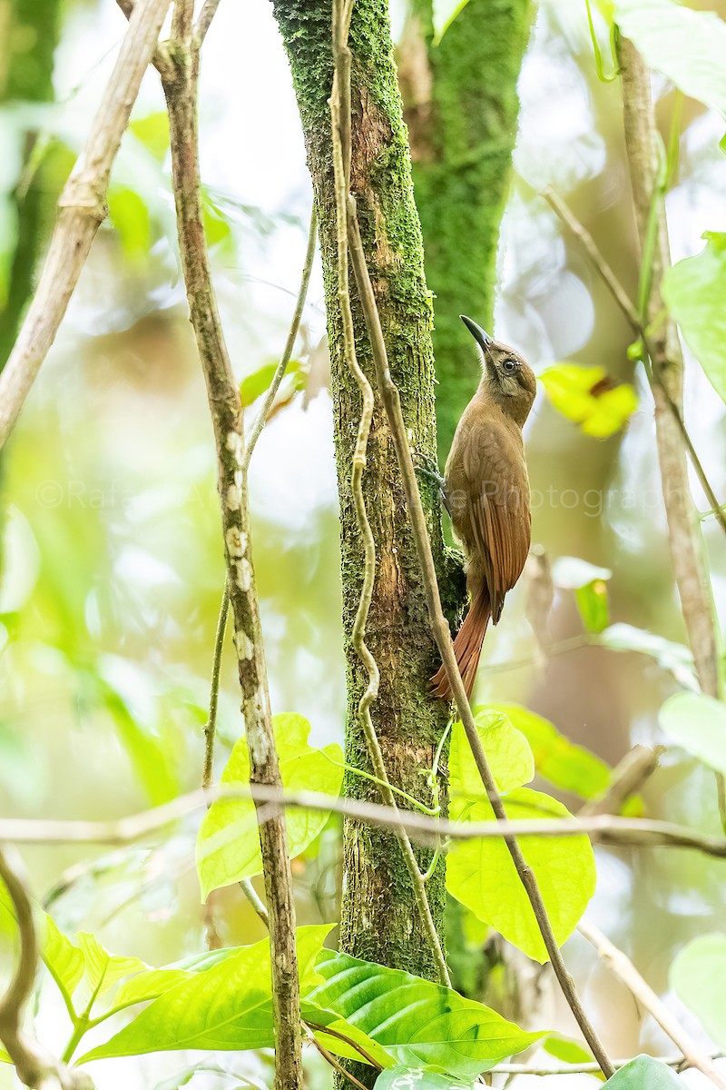 Plain-brown Woodcreeper - ML273726241