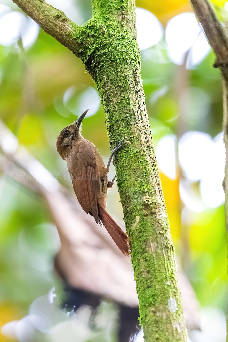 Plain-brown Woodcreeper - ML273726251