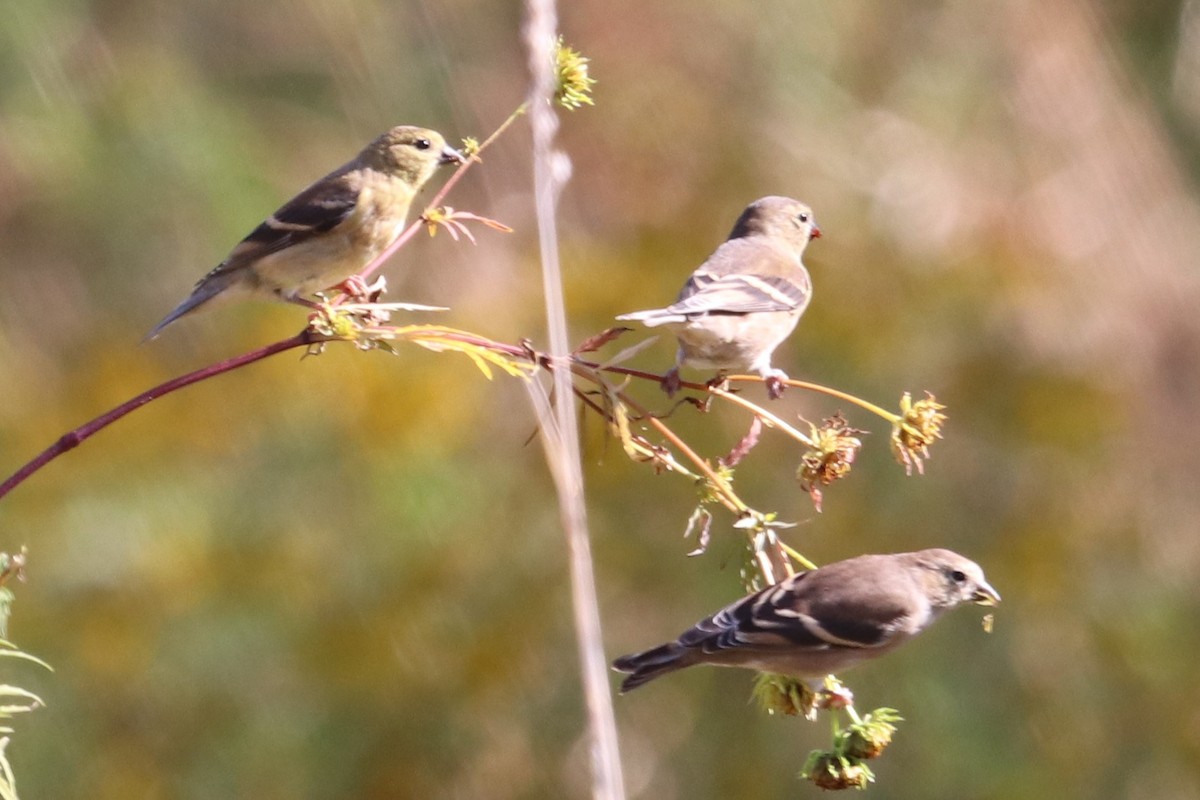 American Goldfinch - ML273728351