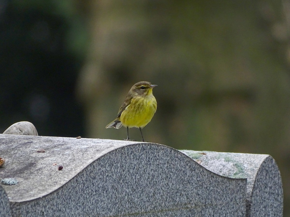 Palm Warbler - ML273728911
