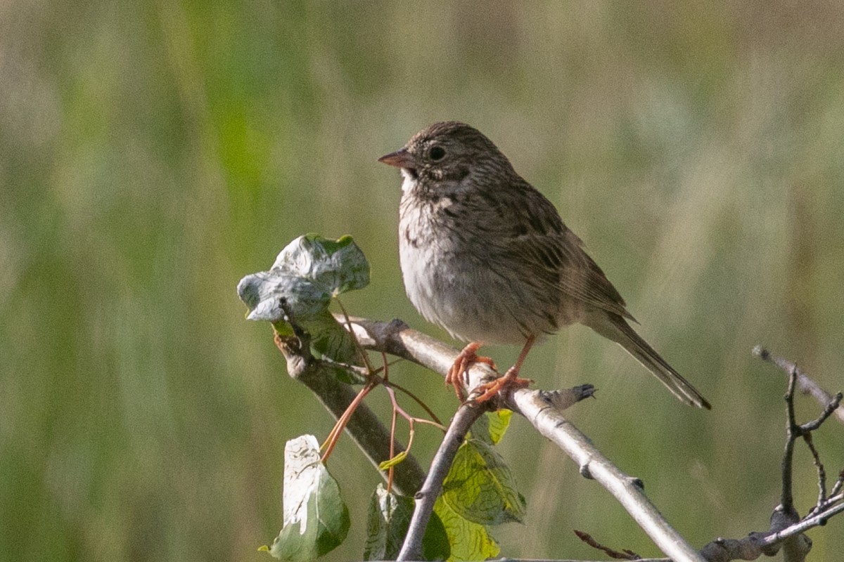 Vesper Sparrow - ML273729051