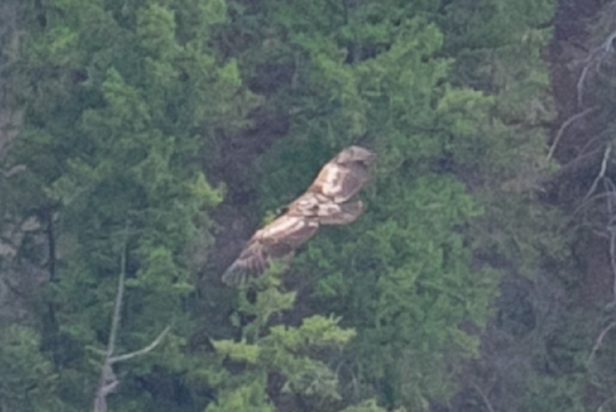 Bald Eagle - ML273729111