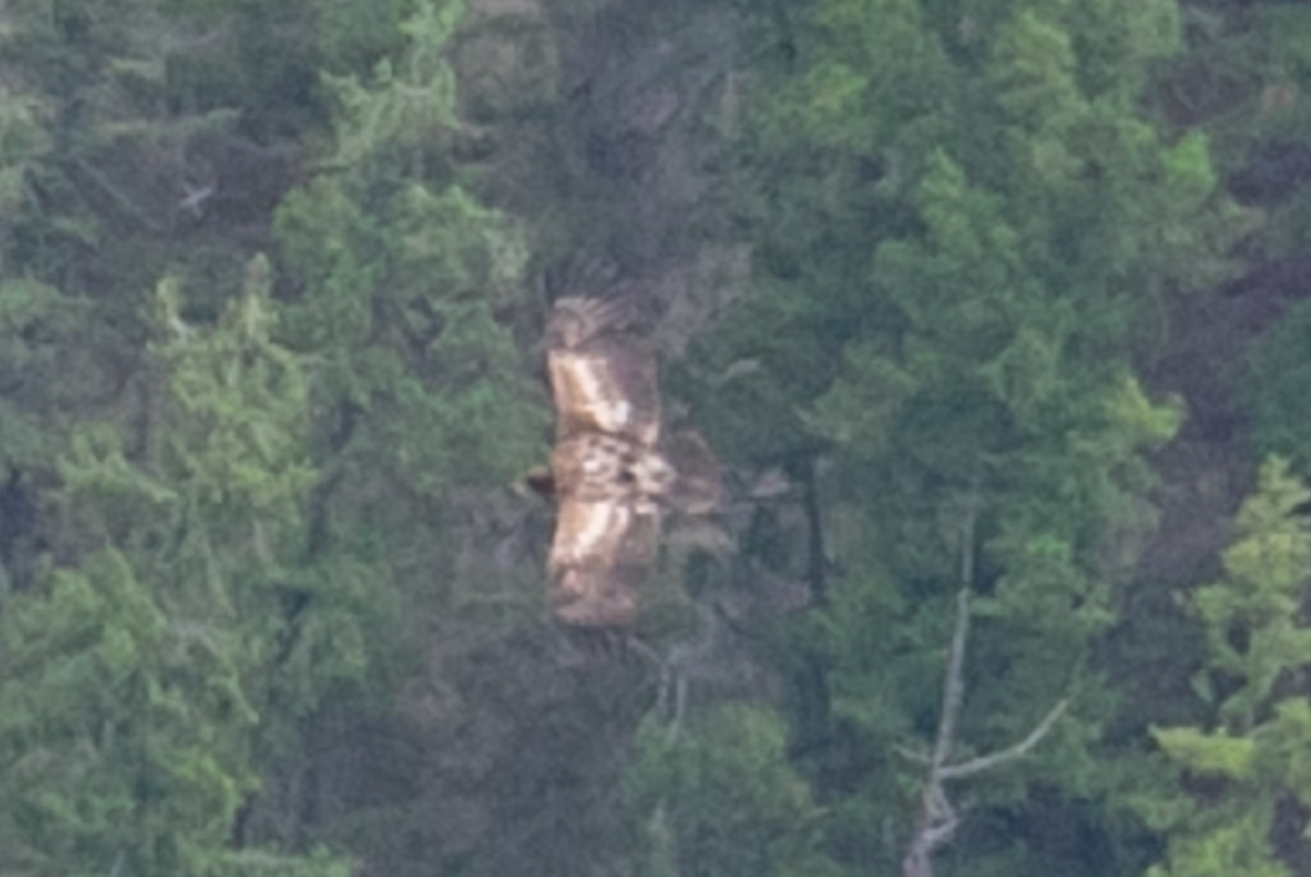 Bald Eagle - ML273729131