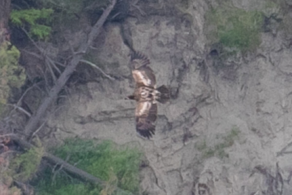 Bald Eagle - ML273729141