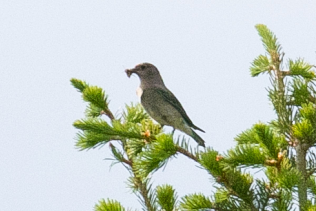 Mountain Bluebird - ML273729231