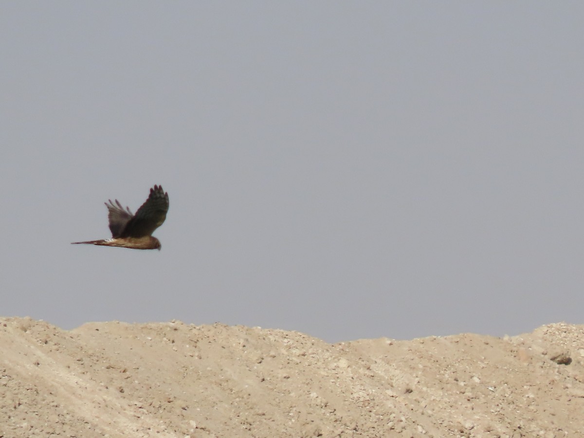 Pallid Harrier - ML273729371