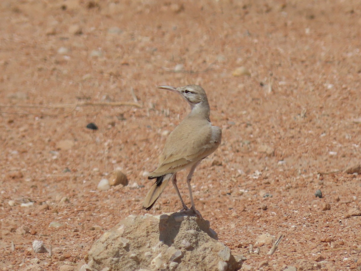 Greater Hoopoe-Lark - ML273729691