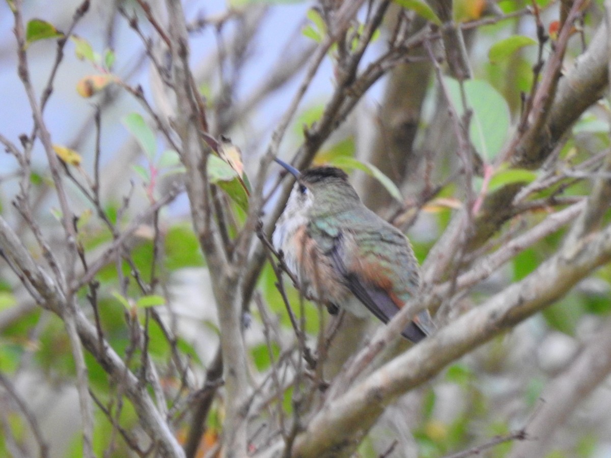 Rufous/Allen's Hummingbird - ML273730261