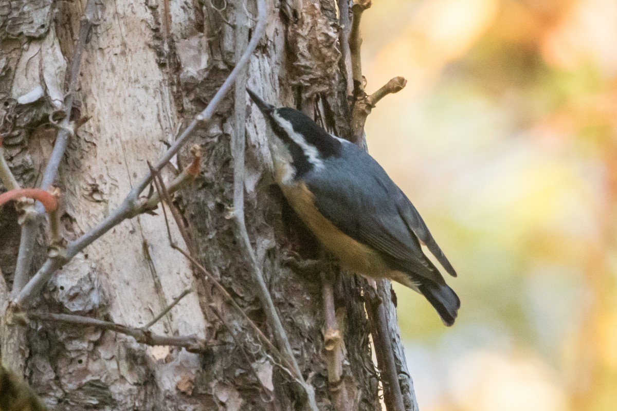 Red-breasted Nuthatch - ML273730401