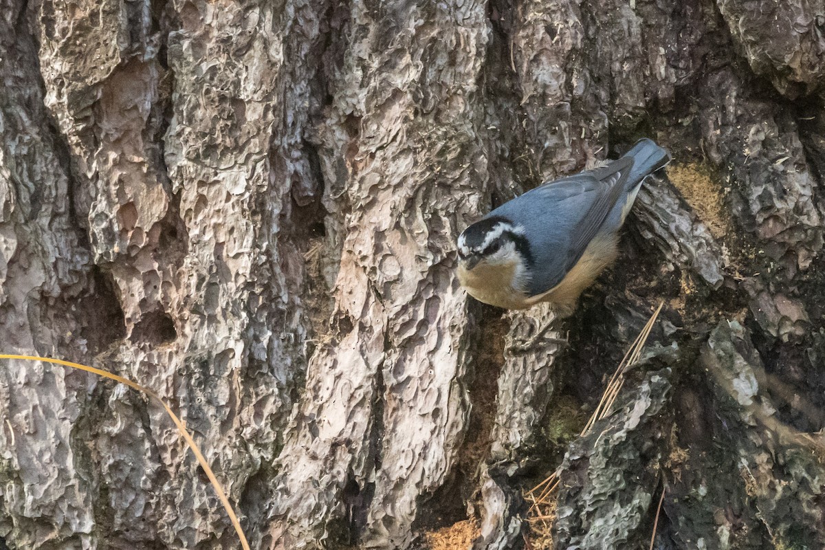 Red-breasted Nuthatch - ML273730421