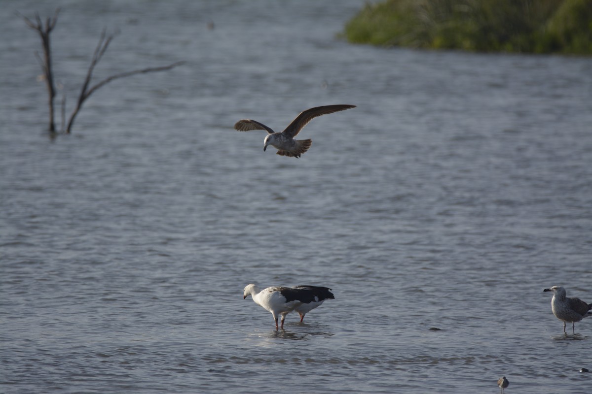 Kelp Gull - ML273731811