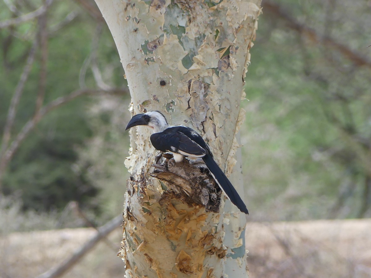 Von der Decken's Hornbill - Simon  Allen