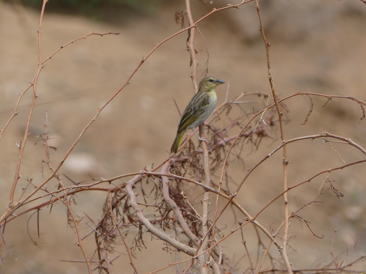 Salvadori's Weaver - Simon  Allen