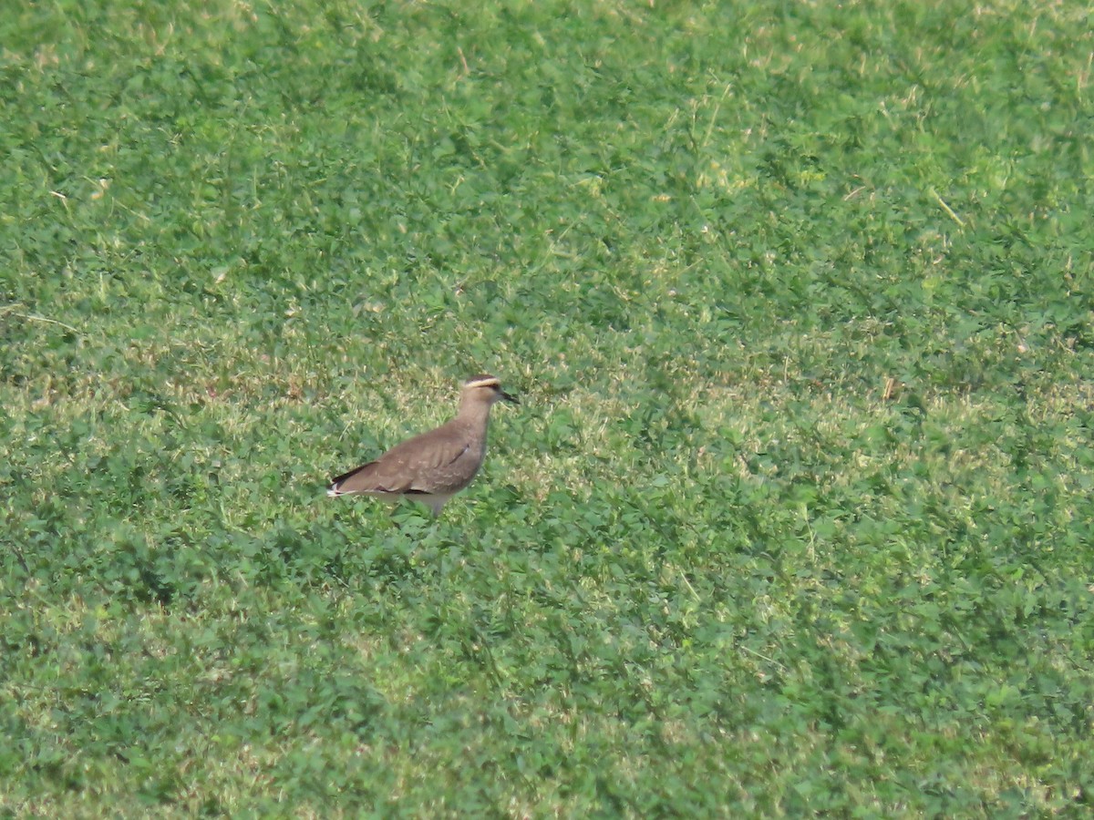 Sociable Lapwing - ML273731911