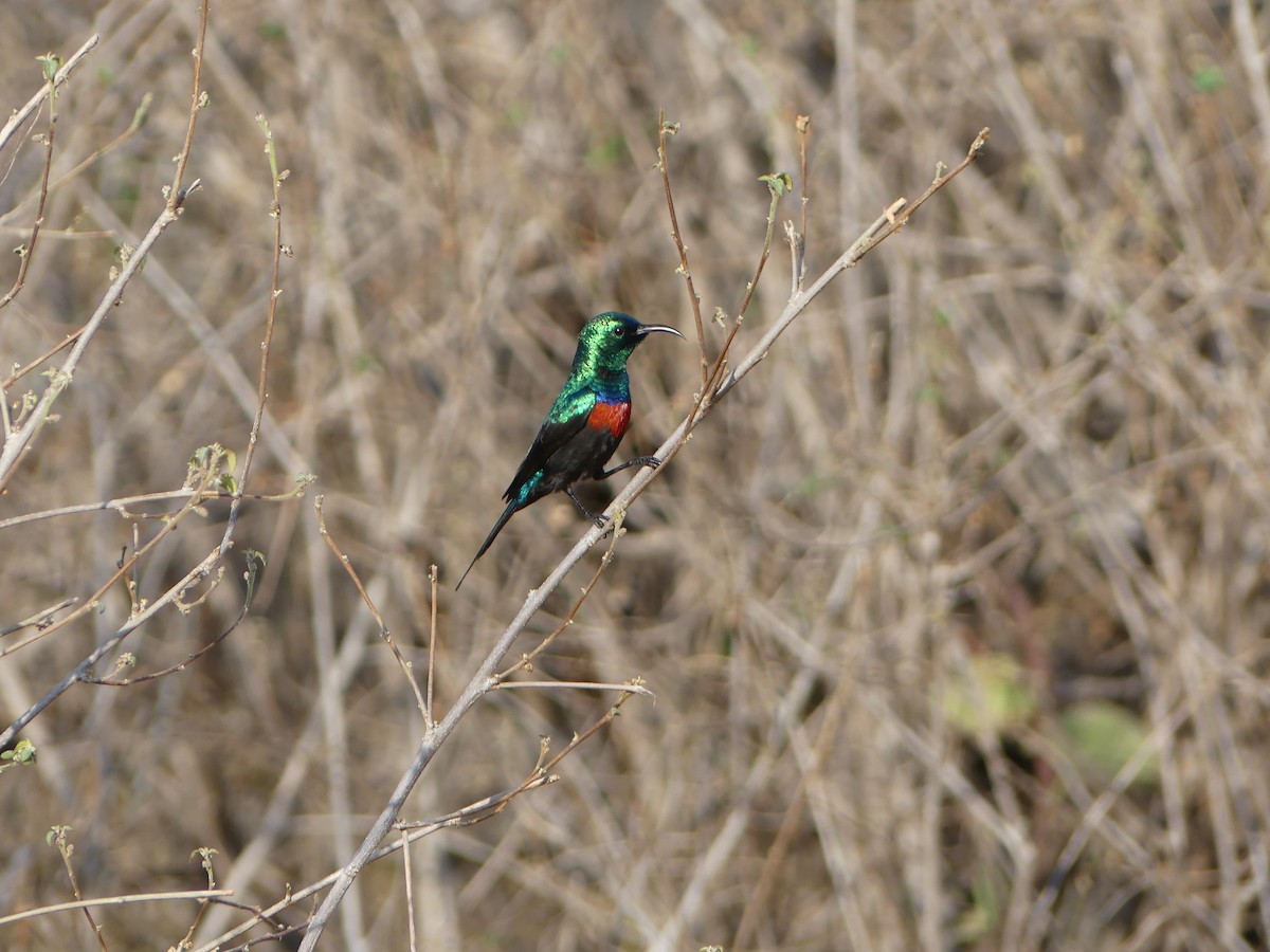 Black-bellied Sunbird - ML273731951