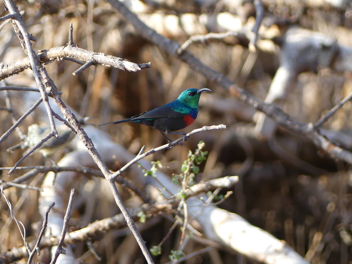 Black-bellied Sunbird - Simon  Allen