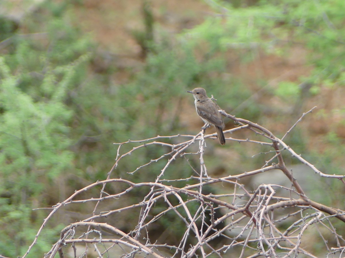 Brown-tailed Chat - Simon  Allen