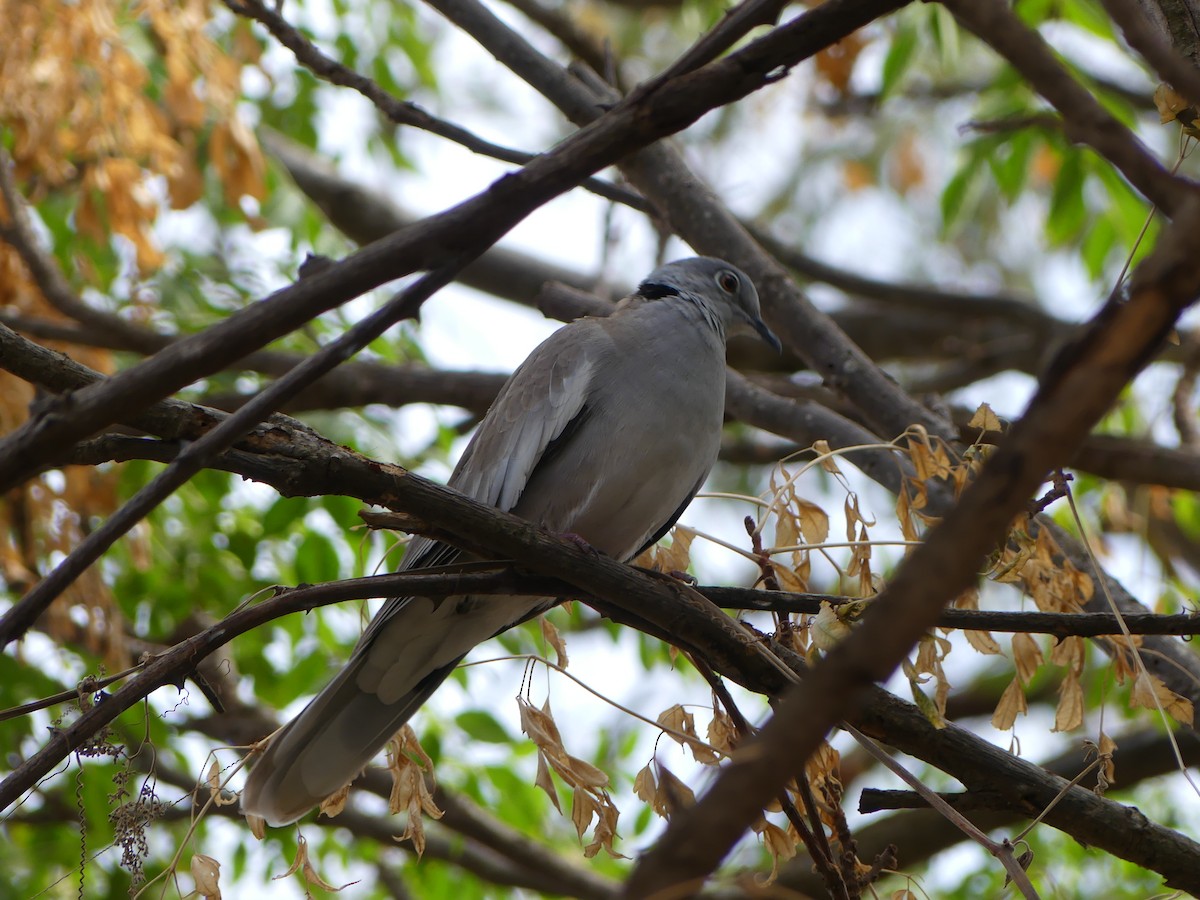 White-winged Collared-Dove - Simon  Allen