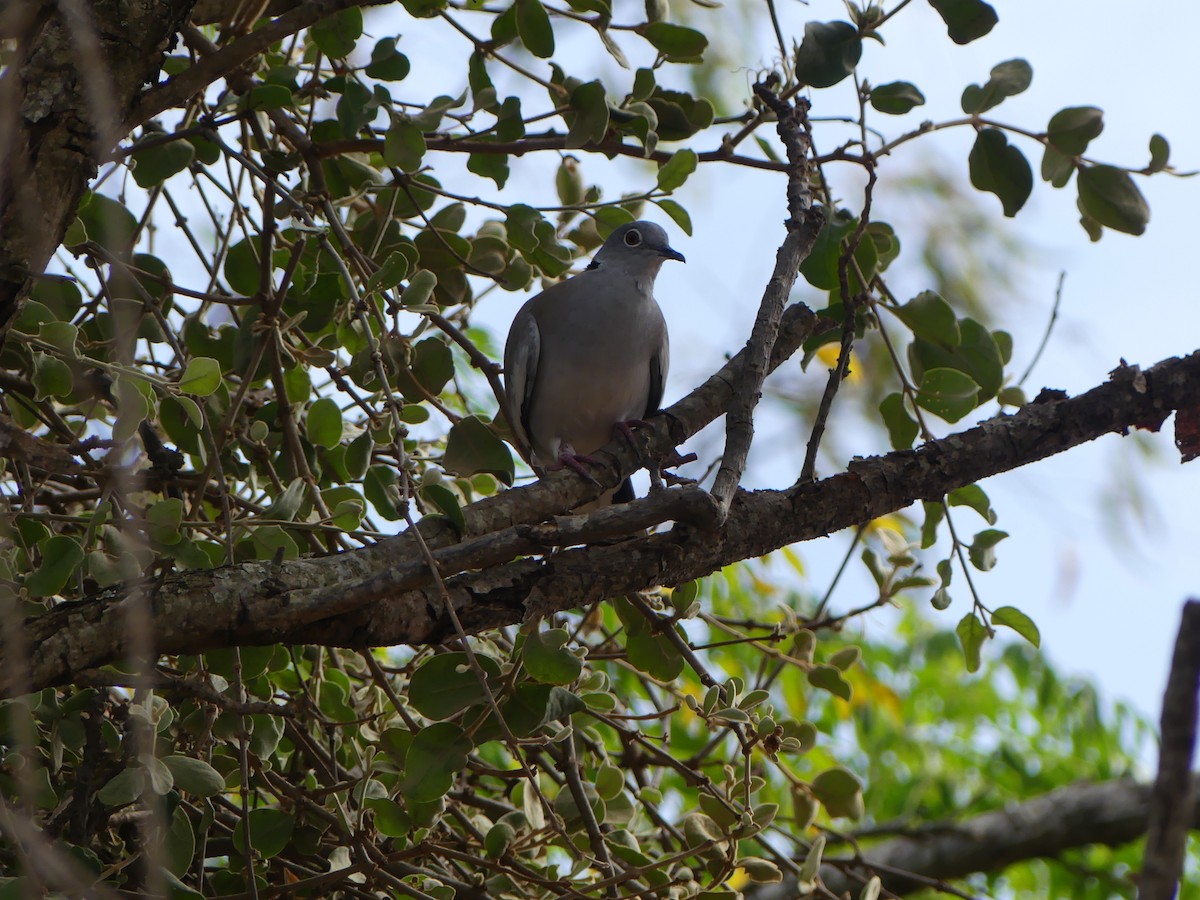 White-winged Collared-Dove - Simon  Allen