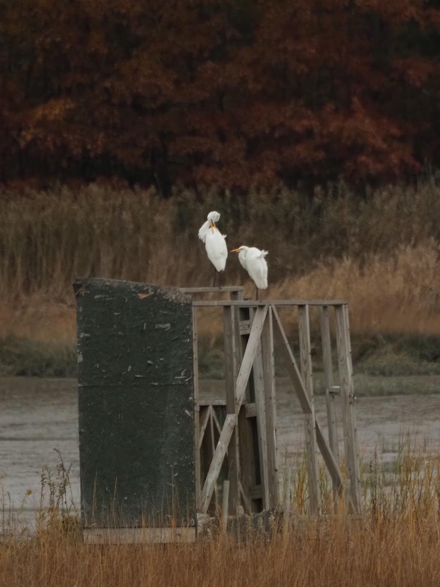 Great Egret - Bill Bunn