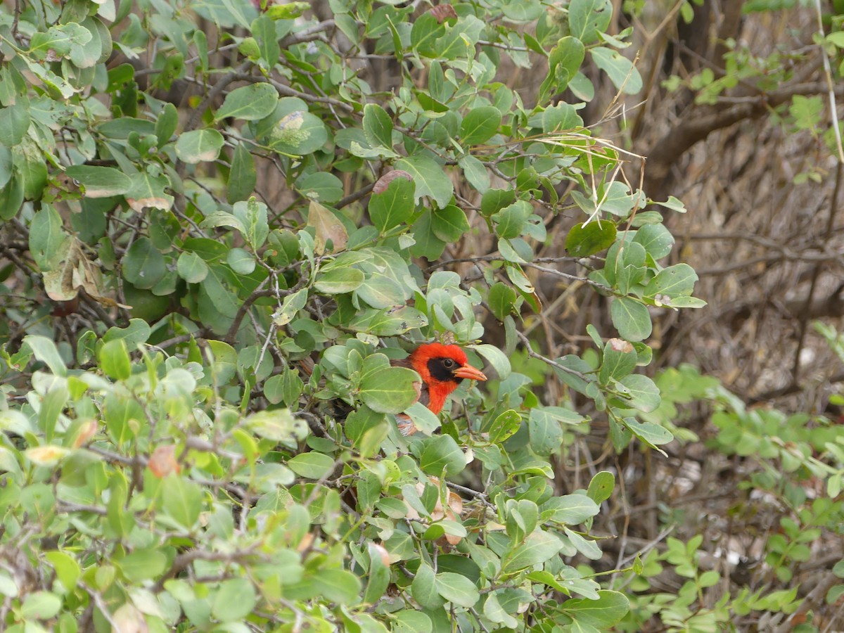 Red-headed Weaver - Simon  Allen