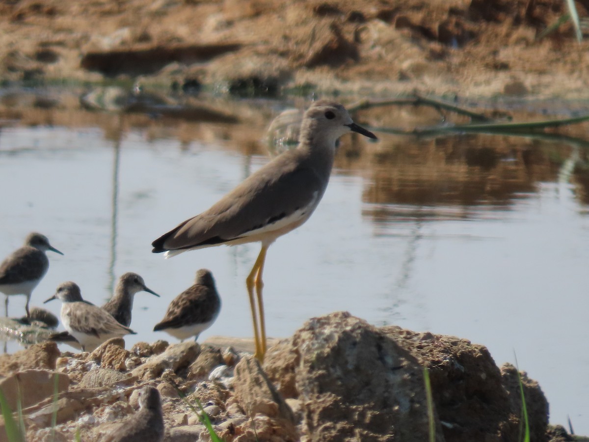 White-tailed Lapwing - ML273733571