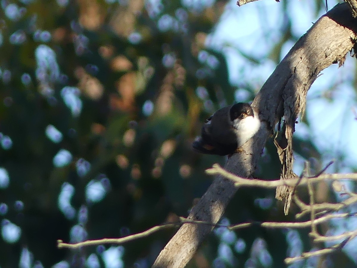 Varied Sittella (Black-capped) - ML273733591