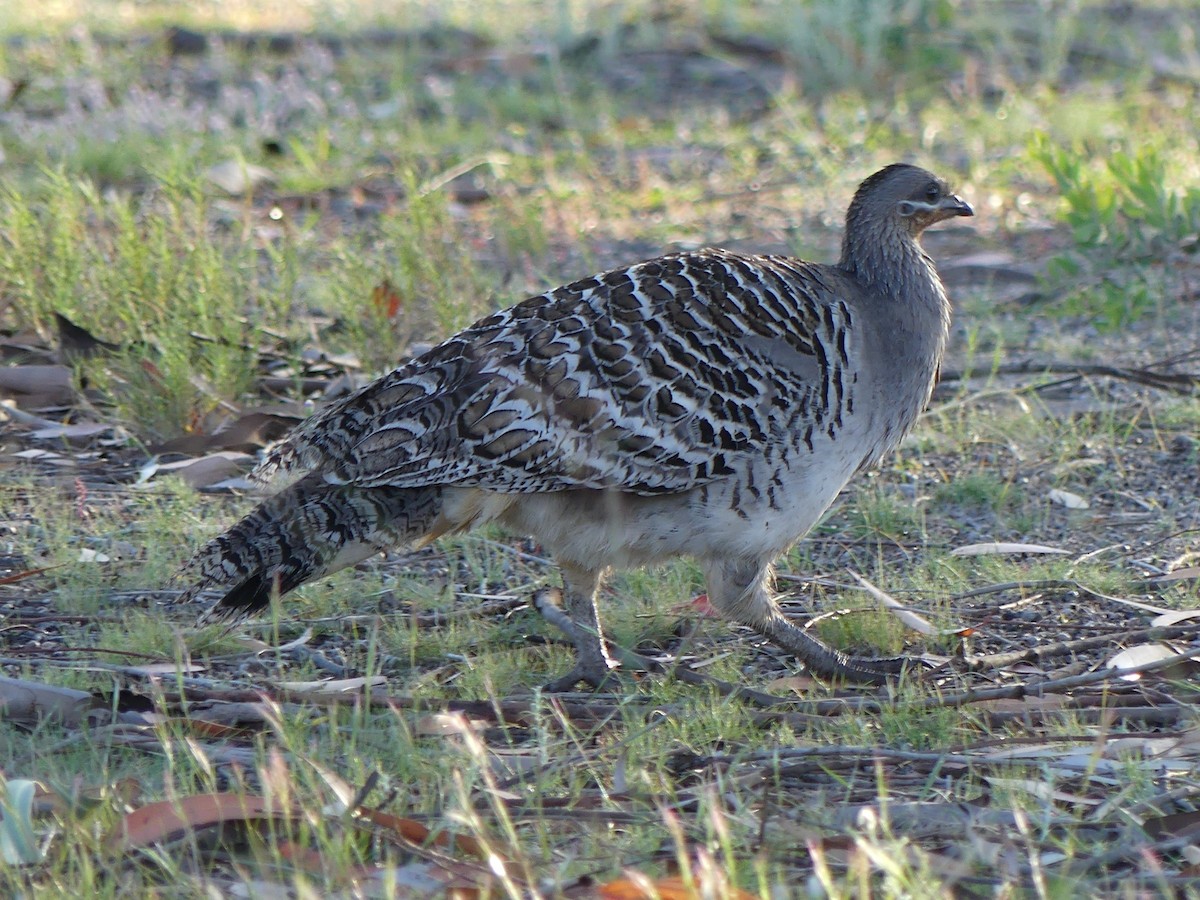 Malleefowl - ML273734021