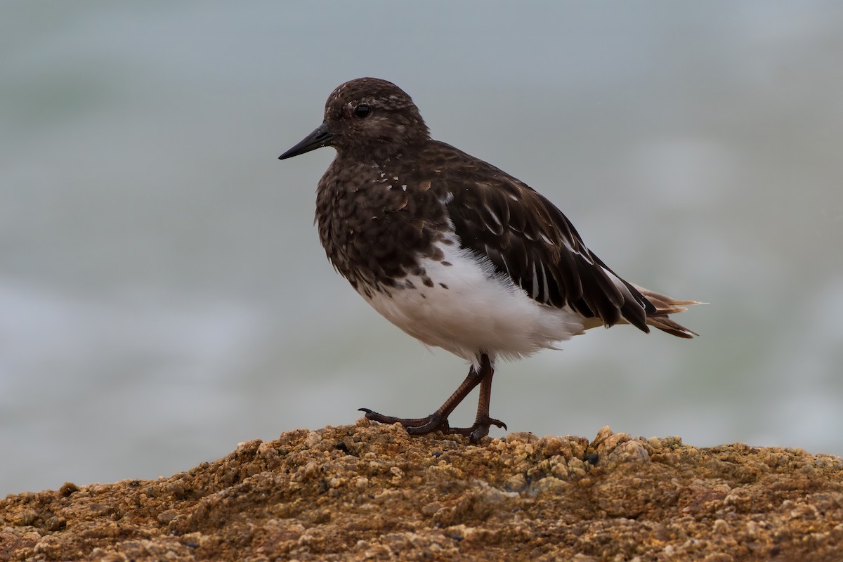 Black Turnstone - ML273735261