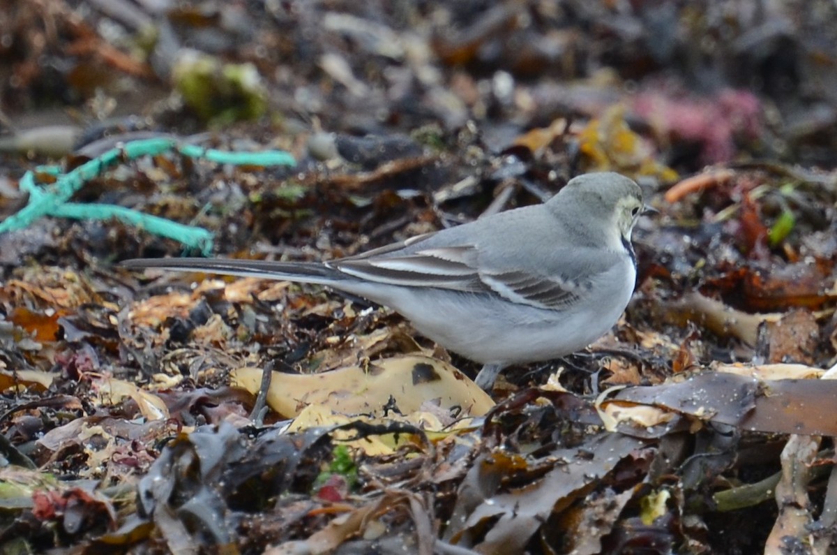 konipas bílý (ssp. alba/dukhunensis) - ML273738001