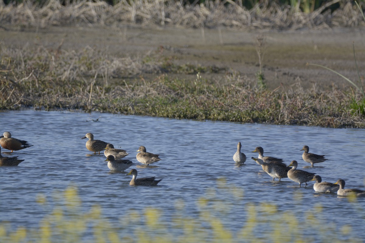 Yellow-billed Teal - Marisol Paz Oporto Fuentes