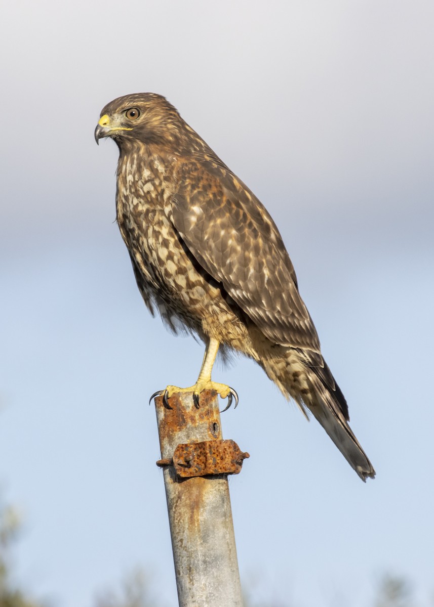 Red-shouldered Hawk - ML273740531