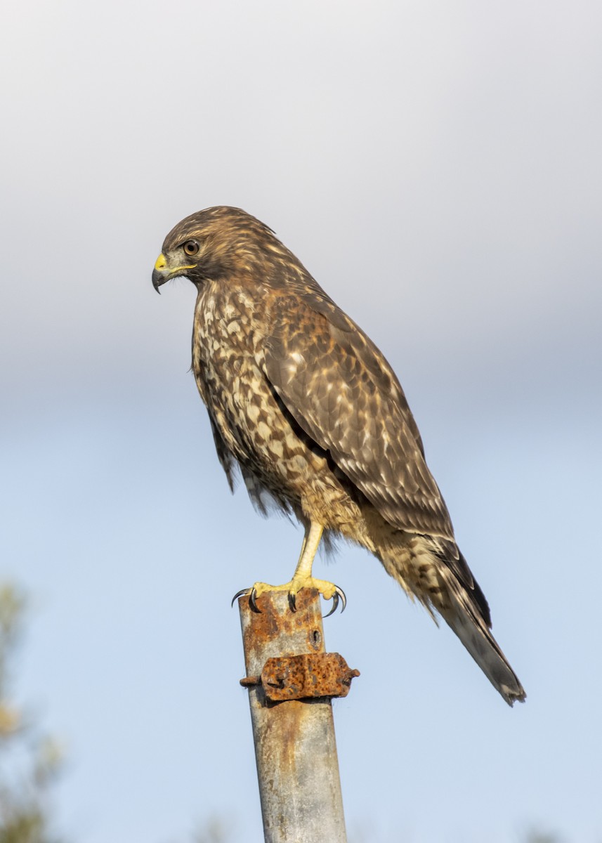 Red-shouldered Hawk - ML273740581