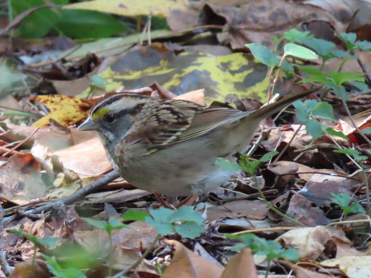 White-throated Sparrow - ML273741791