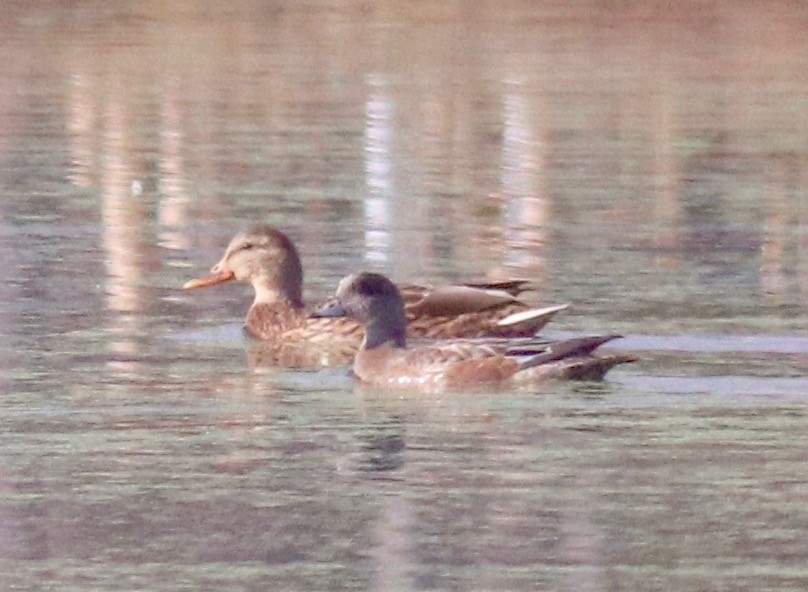 American Wigeon - Charlie   Nims