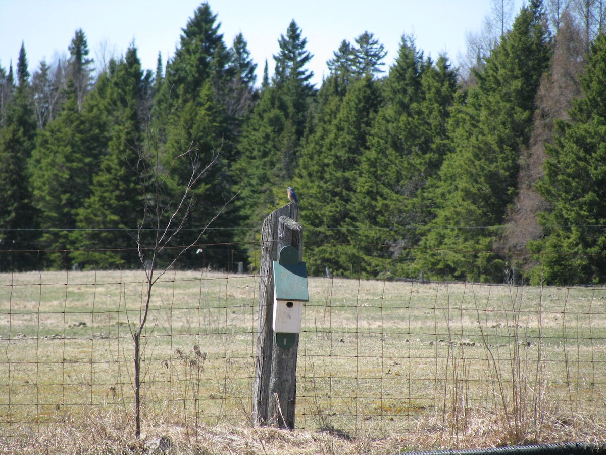 Eastern Bluebird - Brian Pfrimmer