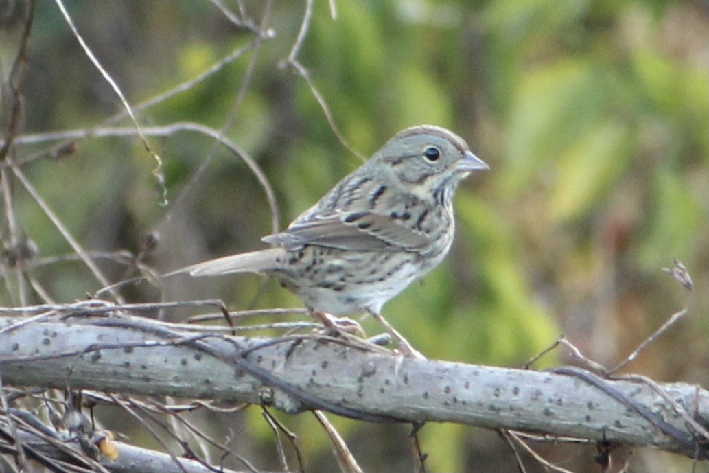 Lincoln's Sparrow - ML273743961