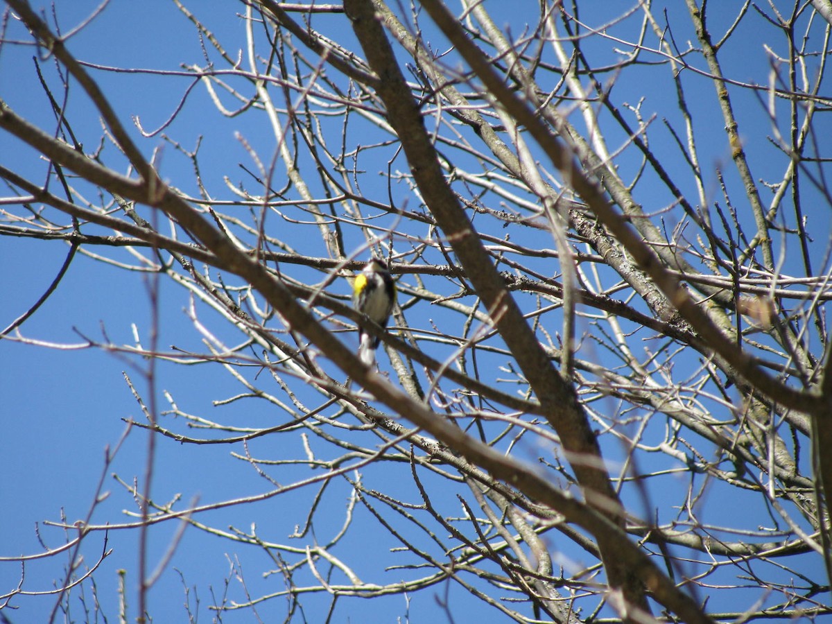 Yellow-rumped Warbler - ML27374471