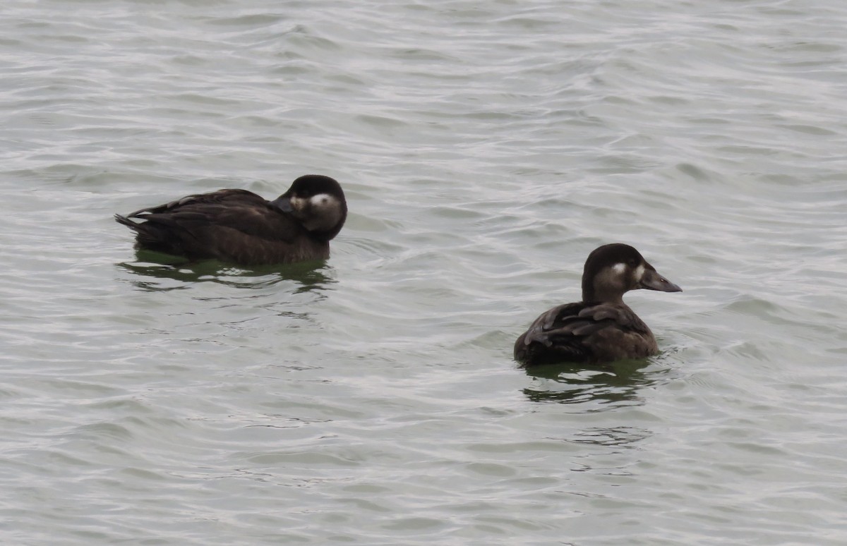 Surf Scoter - ML273744741