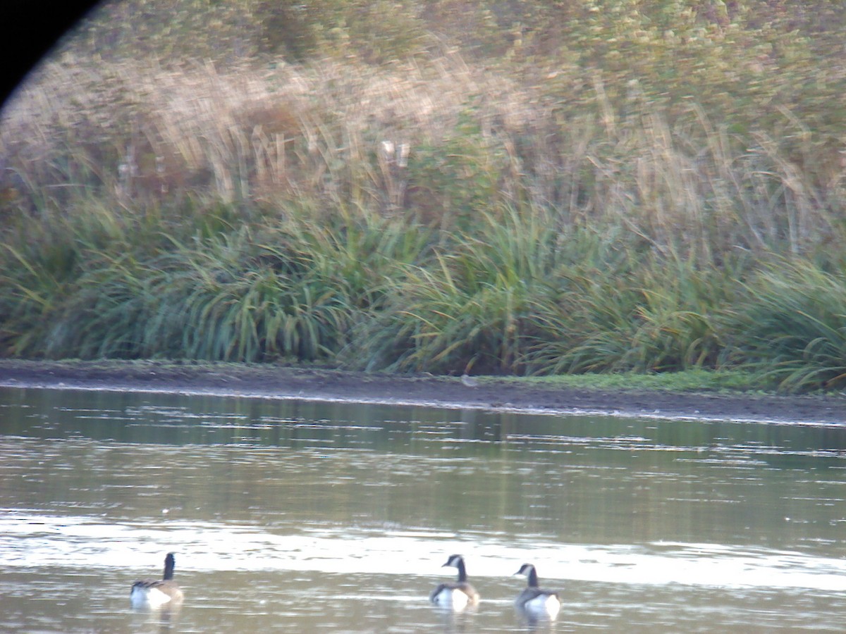 Black-bellied Plover - ML273745141