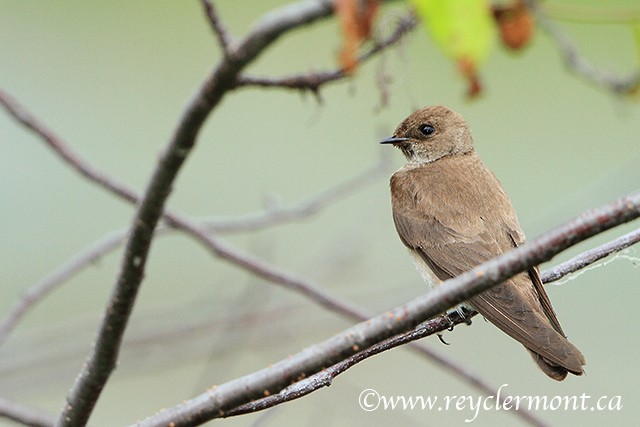 Northern Rough-winged Swallow - ML27374561