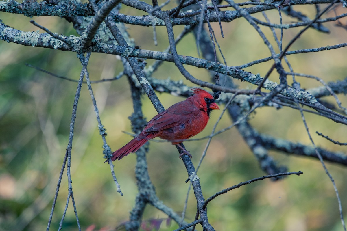 Northern Cardinal - Justin Nguyen