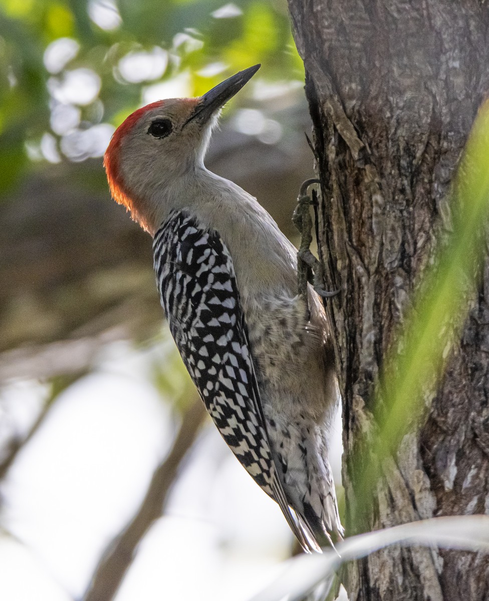 Red-bellied Woodpecker - Janet Loveland