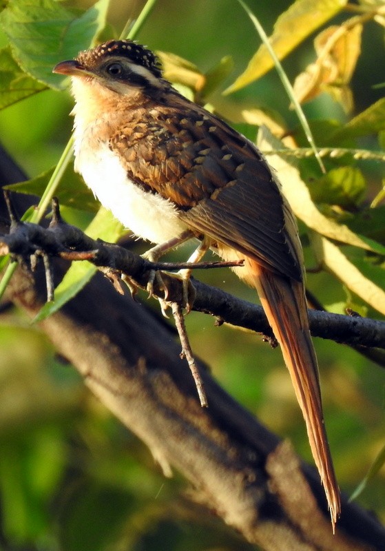 Striped Cuckoo - Bill Fox