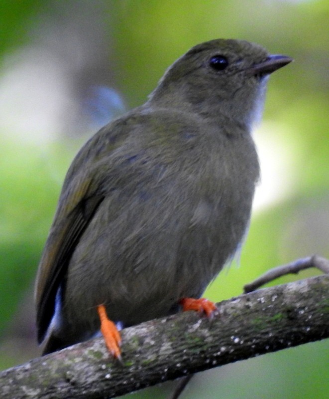 Lance-tailed Manakin - ML273747151