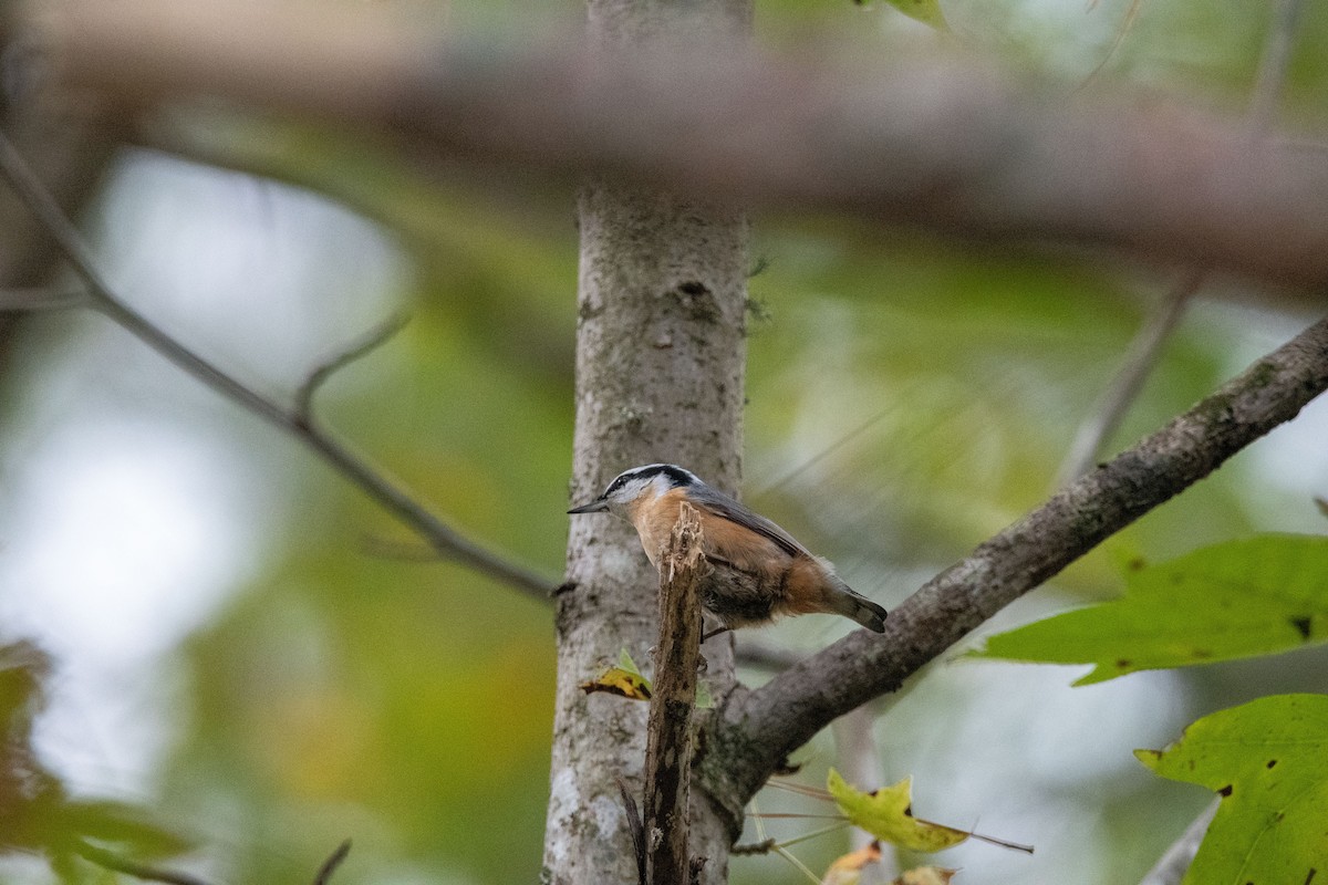 Red-breasted Nuthatch - Lincoln Martin