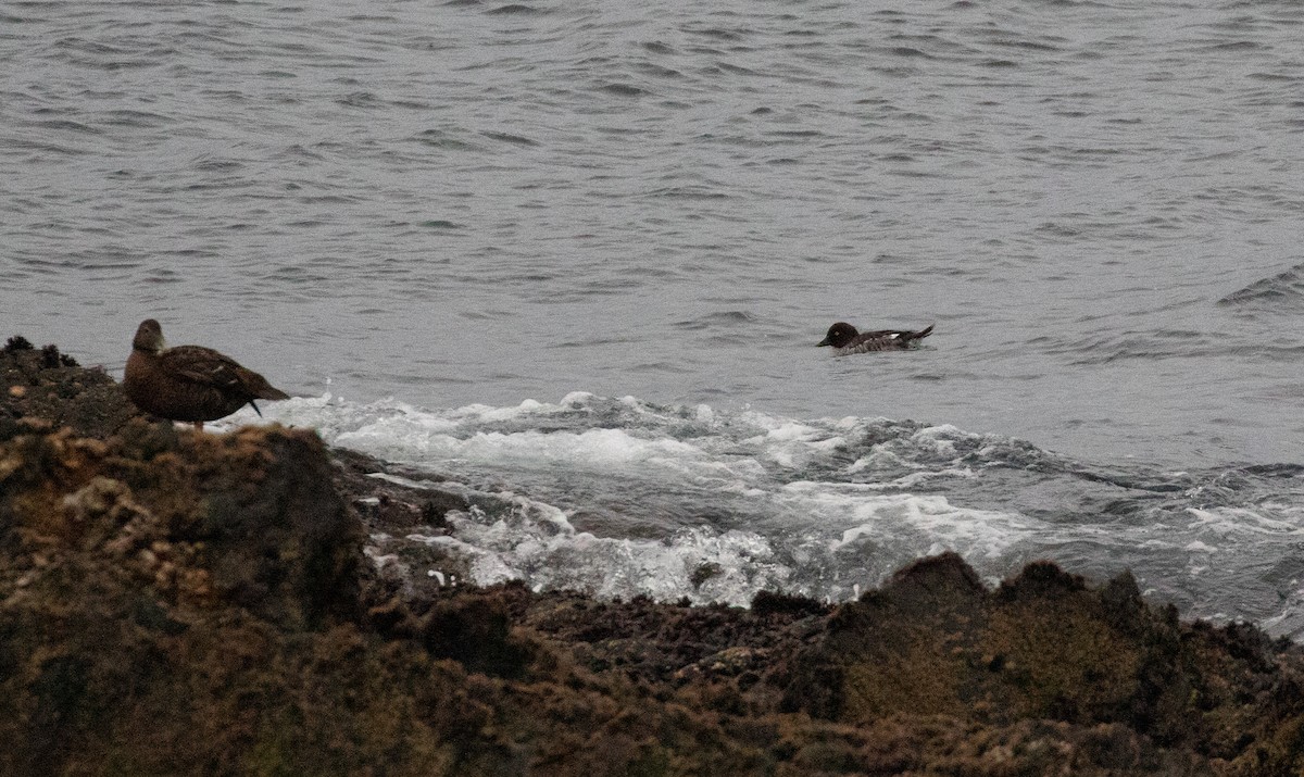 Common Goldeneye - ML273748821