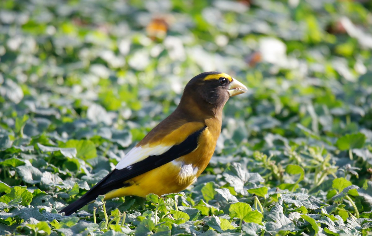 Evening Grosbeak - Walter Parker