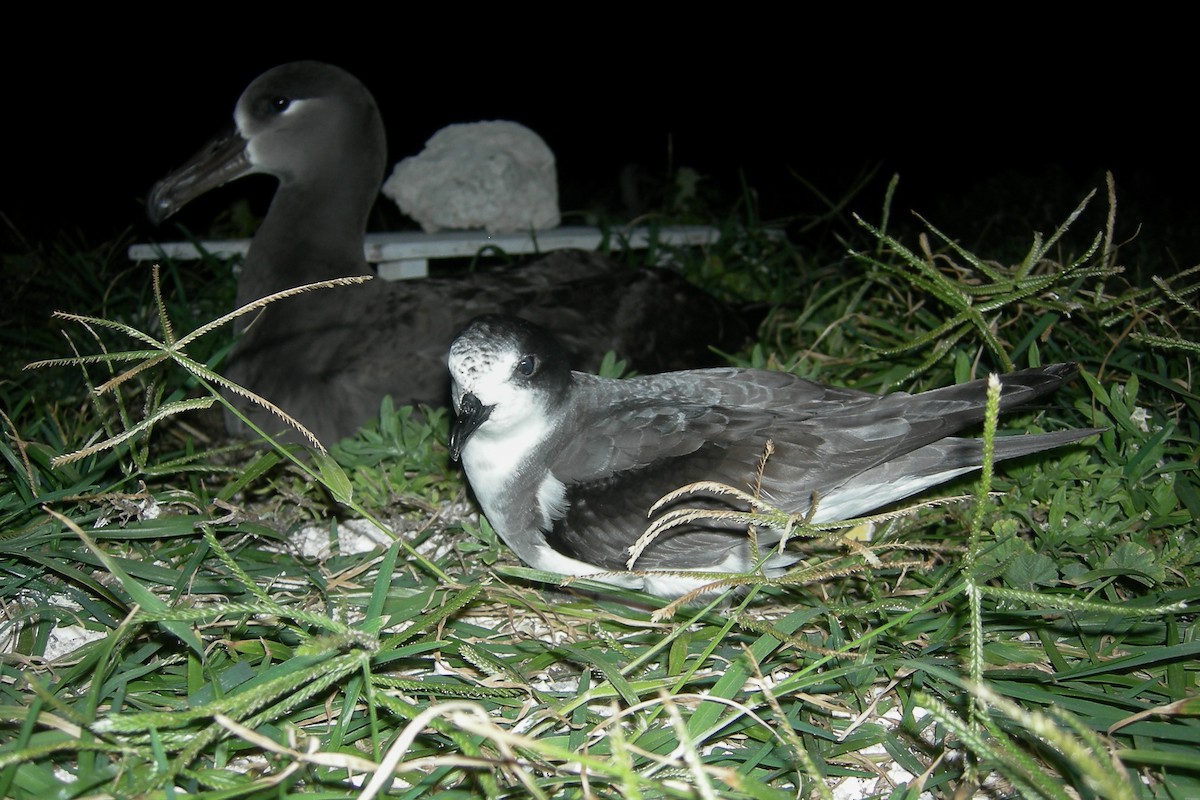 Petrel de las Bonin - ML273751311