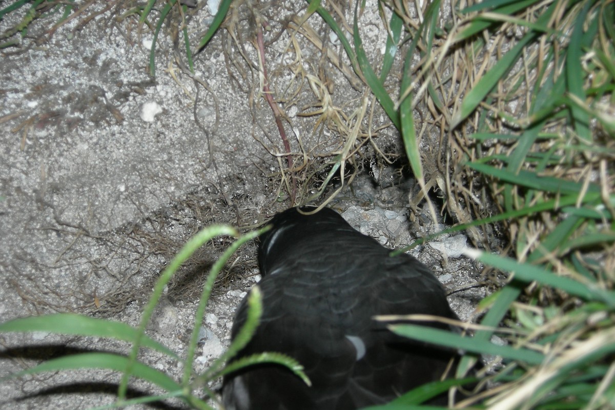 Bonin Petrel - Cory Gregory